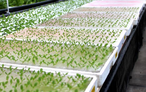 キタミ・クリーンファームの水耕栽培